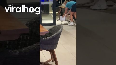 Kangaroo Trying to Skip the Restaurant Guest List || ViralHog