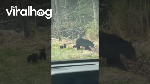 Tiny Bear Cubs Cross Street With Mom || ViralHog