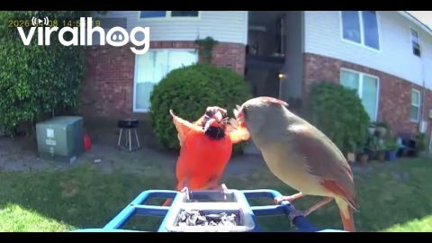 Cardinal Drops Off Treat For His Lady || ViralHog