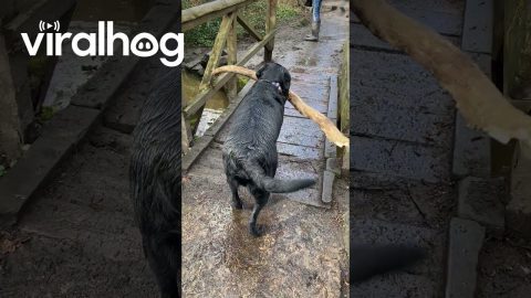 Clever Dog Finds a Workaround for Too-Small Bridge || ViralHog