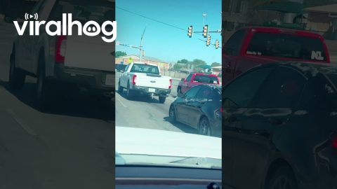 Rooster Spotted Using the Crosswalk in San Antonio, Texas || ViralHog