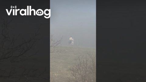 Ghostly Horseback Rider Spotted in the Fog || ViralHog