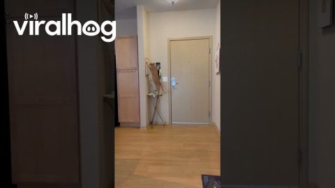 Cat Pawing at Picture Frame || ViralHog