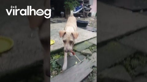 Mama Dog Begs, Brings Food Back to Pups || ViralHog Shorts