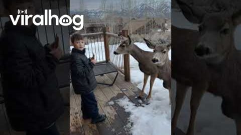 Mule Deer Approach Boy For Breakfast Nibbles || ViralHog