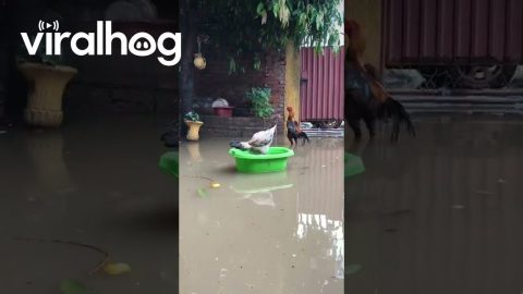 No Space on the Raft for Rooster || ViralHog