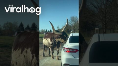 Feeding a Giant-Horned Bull at Virginia Safari Park || ViralHog