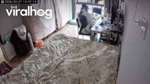 Cat Attempts to Take Down Owner || ViralHog