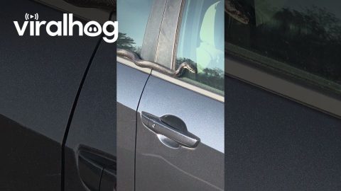 Car Protected by Snake Security System || ViralHog