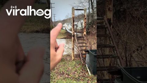 Creek Crossing is Above My Paygrade || ViralHog