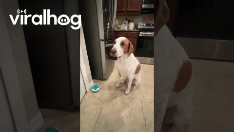 Dog Asks for Treat With Talking Button || ViralHog