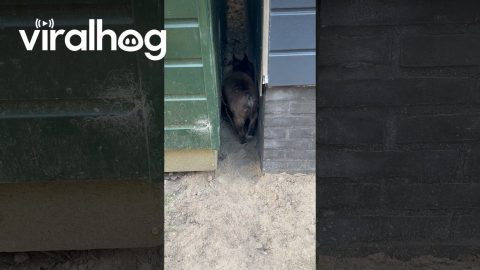 Funny French Bulldog in Reverse Gear || ViralHog