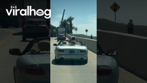 Massive Great Dane Catches the Ocean Breeze in a Vintage Jaguar || ViralHog