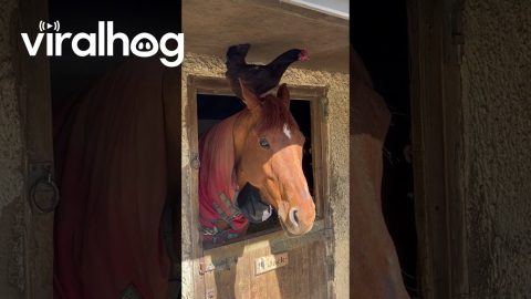 Hen Perched on Horse's Head || ViralHog