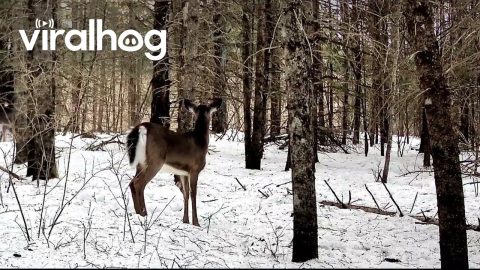 Deer Family Plays Until Fox Interrupts || ViralHog