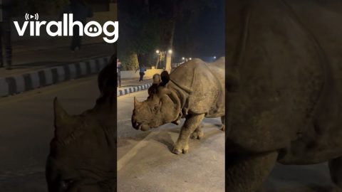 Rhino Walking Down the Street in Nepal || ViralHog