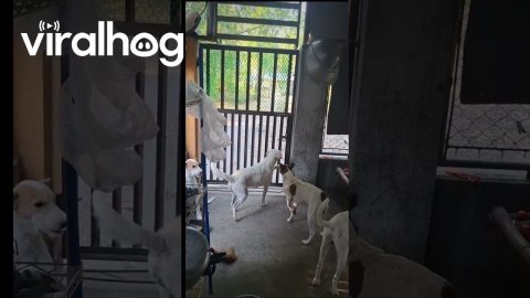 Dogs Found a Way to Open the Gate || ViralHog