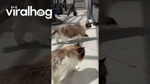 Cats Calmly Interact With Fledgling Bird in Backyard || ViralHog