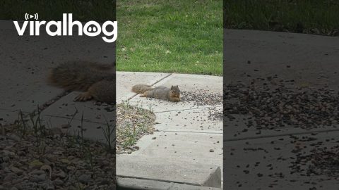Cute Squirrel Splootin' 'n Eatin' || ViralHog