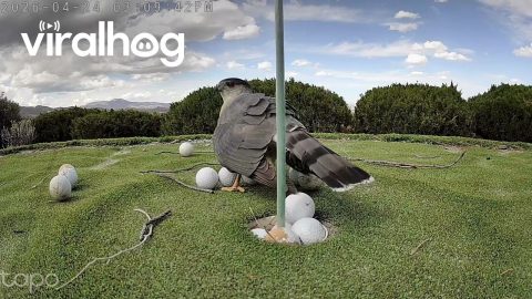 Hawk Mistakes Golf Balls for Her Eggs || ViralHog