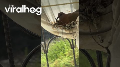 Pigeon Builds a Nest in Window Curtain || ViralHog