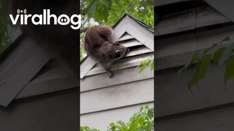 Just Met My New Neighbor || ViralHog