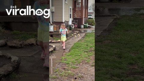 Toddler Playing in Mud Puddles With Two Baby Ducks || ViralHog