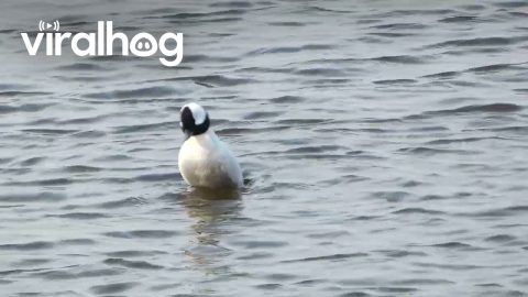 Spinning Duck || ViralHog
