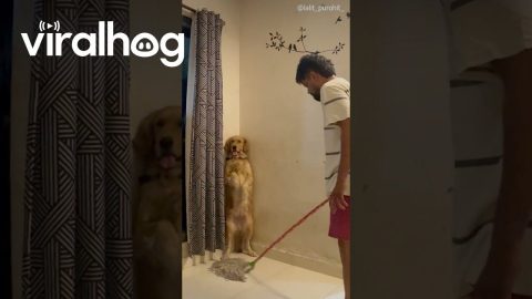 Dog Stands in the Corner While Man Mops the Floor || ViralHog