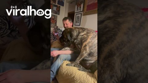 Giant Dog Gently Demands Attention || ViralHog