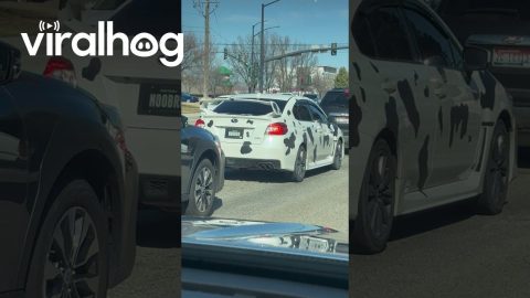 Cow Subaru || ViralHog