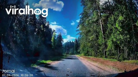 Large Pine Tree Falls Right in Front of Moving Vehicle || ViralHog