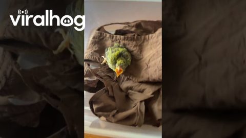 Red-Billed Leiothrix Rescued and Adopted || ViralHog