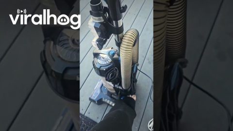 My Vacuum Cleaner Summons the Dog || ViralHog
