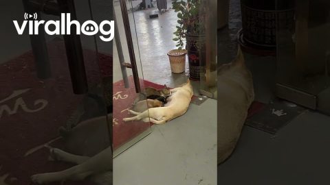 Mama Dog Nurses Puppies and Kitten Together || ViralHog