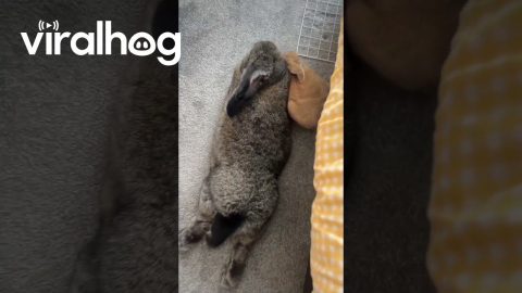 Bunny Loves to Cuddle His Giant Wife || ViralHog