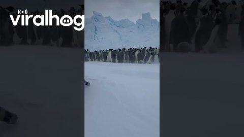 Polar Explorer Returns Baby Penguin to Parents || ViralHog