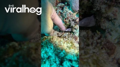 Diver Finds the Cutest Baby Moray Eel || ViralHog