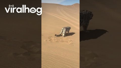 Tourists Report Lost Snow Leopard Spotted in Kumtag Desert || ViralHog
