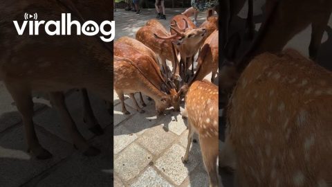 Woman Stops Hungry Deer From Eating Plastic || ViralHog