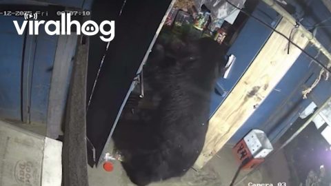 Hungry Black Bear Smashes Shop Door, Raids Food Inside || ViralHog