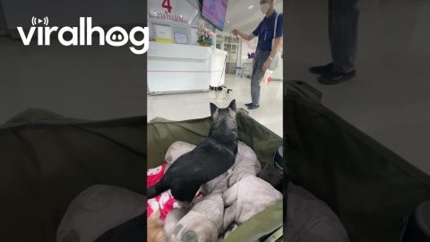 Tiptoeing Dog || ViralHog