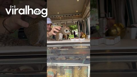 Squirrel in Miami Eating at an Ice Cream Shop || ViralHog