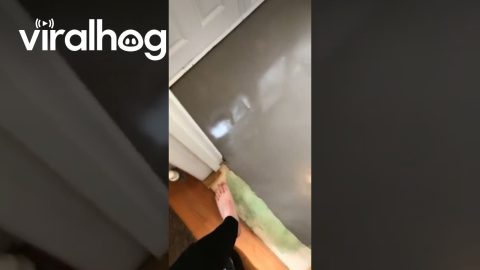 Unexpected Visitor Enters on Wet Concrete || ViralHog