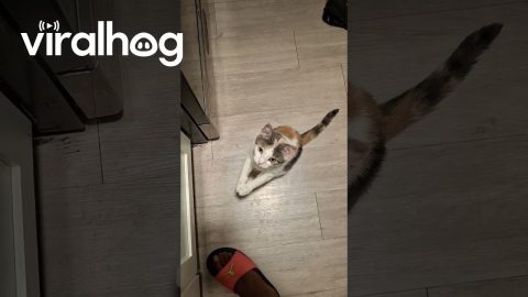 Sassy Begs for Kool-Aid || ViralHog