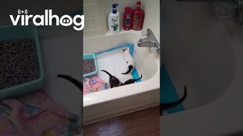 Tiny Trouble: Kittens in Temporary Containment Goofing Around || ViralHog