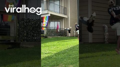 A Mother Duck Chasing My Husband || ViralHog