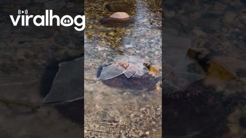 Satisfying Icy Water Breaking on a Rock || ViralHog