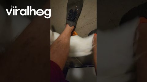 Devoted Duck Excited To See Dad || ViralHog