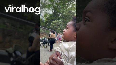 My Son Is Super Excited to See a Giraffe || ViralHog